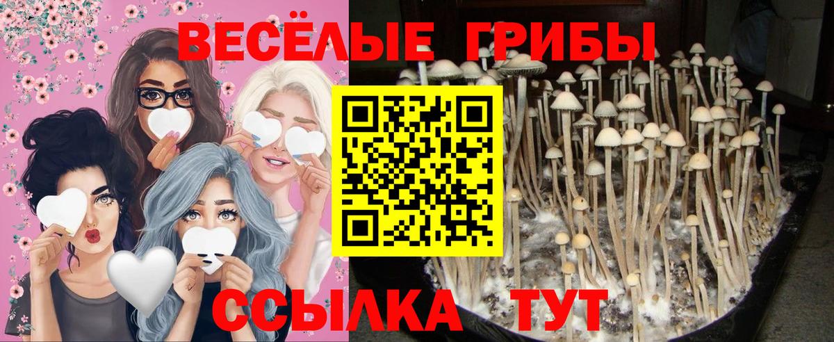 Новоалтайск  Галлюциногенные грибы GOLDEN TEACHER  Вход с VPN 
